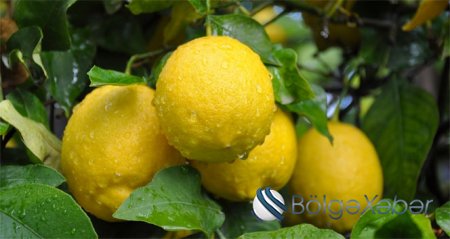 Azərbaycanda 2000 manatlıq limon
