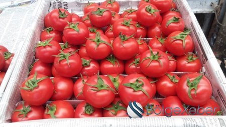 Pomidor yeməyin, öldürür-Bakıda pomidor yetişdirilməsi ilə bağlı şok iddialar və gerçəklik ...