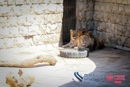 Zooparkın direktoru: “Qobuda ayrılan ərazidə zoopark yaradılması mümkün deyil” - MÜSAHİBƏ