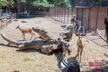 Zooparkın direktoru: “Qobuda ayrılan ərazidə zoopark yaradılması mümkün deyil” - MÜSAHİBƏ