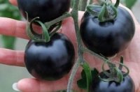 Azərbaycanda qara pomidor yetişdirilir - VİDEO