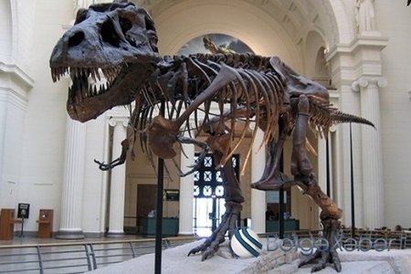 Parisdə dinozavr skeletləri hərracda 1,5 milyon dollara satılacaq
