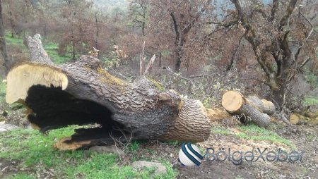 Yardımlı meşəsindən şikayət var- 500-dən artıq ağac məhv edilib