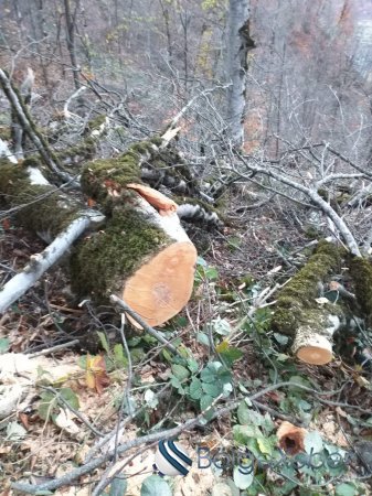 Oğuzda meşələr kütləvi şəkildə talan edilir - VİDEO - FOTO FAKTLAR