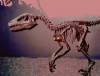 35 metrlik dinozavr skeleti tapıldı