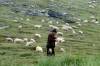 Azərbaycanlı çobanlar Ermənistanda ?