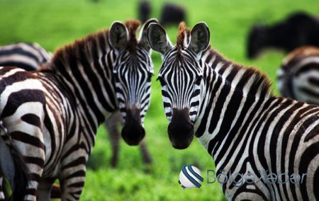 İsmayıllıda atdan zebra düzəltdilər – FOTO