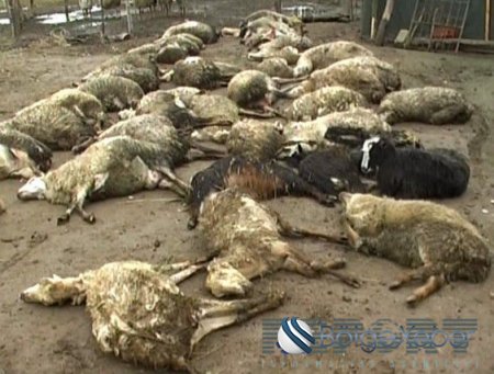İmişlidə 50 qoyun zəhərlənib tələf oldu – FOTO