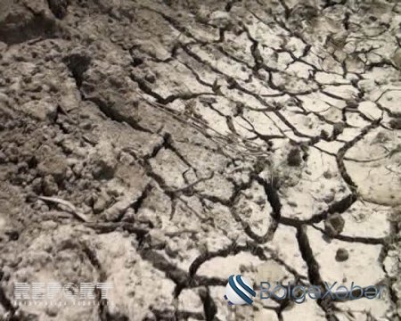 Kürdəmirdə bostan sahələri məhv ola bilər - FOTO Kürdəmirdə bostan sahələri məhv ola bilər - FOTO