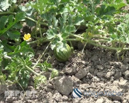Kürdəmirdə bostan sahələri məhv ola bilər - FOTO Kürdəmirdə bostan sahələri məhv ola bilər - FOTO