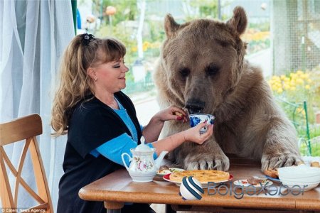 Rus ailə ilə yaşayan 23 yaşlı ayı: ailə üzvləri ilə televizora da baxır –FOTO, VİDEO Rus ailə ilə yaşayan 23 yaşlı ayı: ailə üzvləri ilə televizora da baxır –FOTO, VİDEO