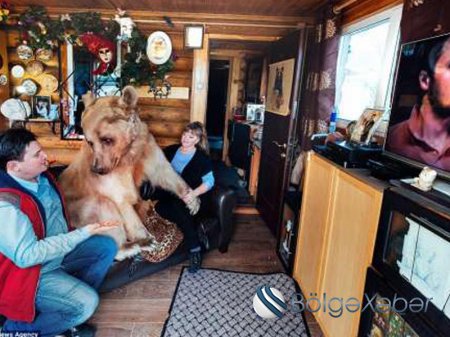 Rus ailə ilə yaşayan 23 yaşlı ayı: ailə üzvləri ilə televizora da baxır –FOTO, VİDEO Rus ailə ilə yaşayan 23 yaşlı ayı: ailə üzvləri ilə televizora da baxır –FOTO, VİDEO