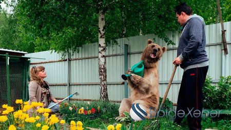 Rus ailə ilə yaşayan 23 yaşlı ayı: ailə üzvləri ilə televizora da baxır –FOTO, VİDEO Rus ailə ilə yaşayan 23 yaşlı ayı: ailə üzvləri ilə televizora da baxır –FOTO, VİDEO
