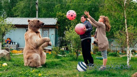 Rus ailə ilə yaşayan 23 yaşlı ayı: ailə üzvləri ilə televizora da baxır –FOTO, VİDEO