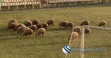 Şəki stadionunda qoyun otarırlar - ŞOK FOTOLAR