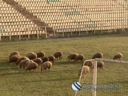 Şəki stadionunda qoyun otarırlar - ŞOK FOTOLAR