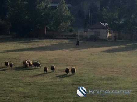 Şəki stadionunda qoyun otarırlar - ŞOK FOTOLAR Şəki stadionunda qoyun otarırlar - ŞOK FOTOLAR