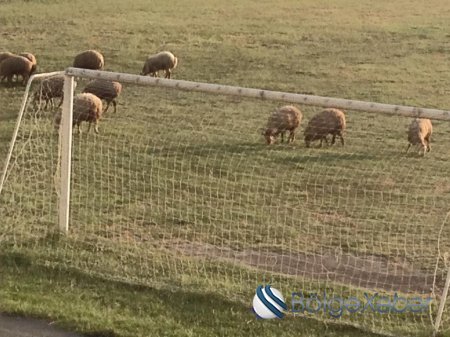 Şəki stadionunda qoyun otarırlar - ŞOK FOTOLAR Şəki stadionunda qoyun otarırlar - ŞOK FOTOLAR