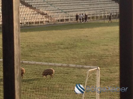 Şəki stadionunda qoyun otarırlar - ŞOK FOTOLAR Şəki stadionunda qoyun otarırlar - ŞOK FOTOLAR