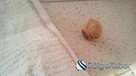 Məmur arvadlarının falçısından dəhşətli fırıldaqlar - Fotolar