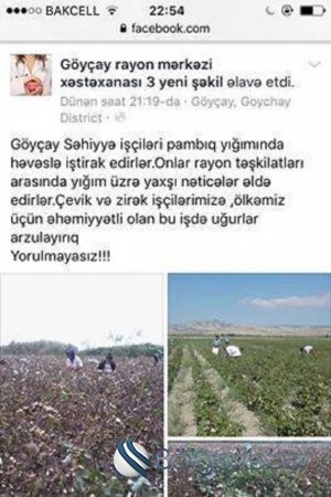 Göyçayda səhiyyə işçiləri pambıq yığımına cəlb ediliblər-FOTO