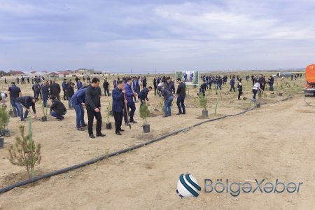 Prokurorluq orqanları əməkdaşları növbəti ağacəkmə kampaniyası keçiriblər