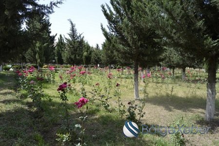 Füzulidə yaşıllıq zolaqlarının salınması, ekoloji tarazlığın qorunması uğurla həyata keçirilir-FOTO