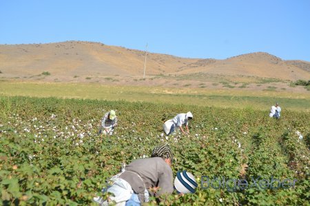 Füzulidə pambıq yığımı davam edir - FOTOLAR