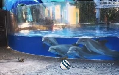 ABŞ-da okeanariumda delfinler dələlərə baxdı - VİDEO