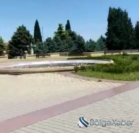 İcra Hakimiyyətinin yanında inəklər otlayır: “İstiqlal” parkında biabırçı mənzərə (FOTOLAR)