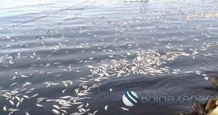 Pirşağı gölündə balıqlar zəhərlənərək öldürülüb - Video
