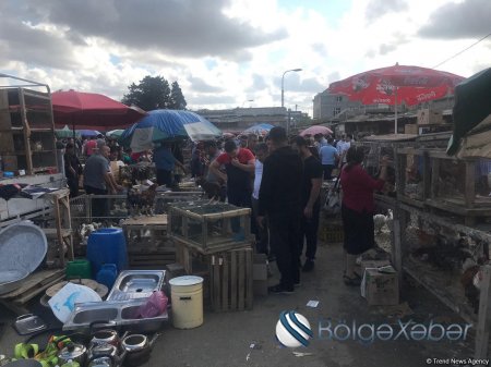 Bakıda 400 manata toyuq: Sabunçu bazarında (FOTOLAR)