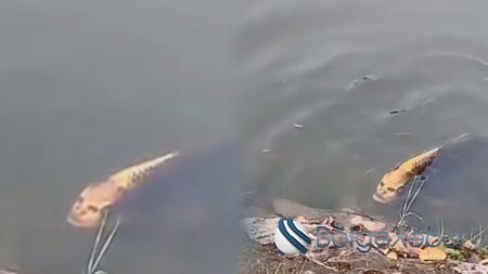 İnsan üzlü balıq görüntüləndi (VİDEO)