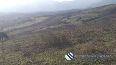 230 hektar torpağı əlindən alınmış kənd –YENİ ZUVAND CAMAATI CARƏSİZ QALIB