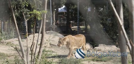 Bakı Zooloji Parkı ziyarətçilər üçün açılıb-VİDEO