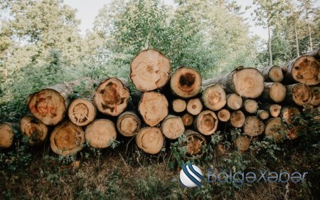 5 rayonda meşələrdə ağac kəsilməsi faktına görə cinayət işləri başlanıb