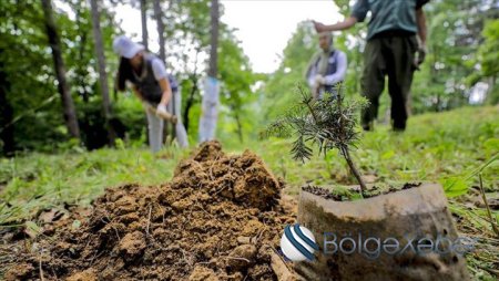 Azərbaycanda qanunsuz ağackəsmə ilə bağlı cinayət işi başlanılıb