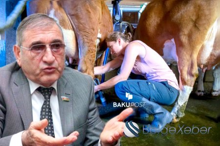 “Bu gün kəndlərimizdə cavan qızlar inək sağa bilmirlər” – Deputat
