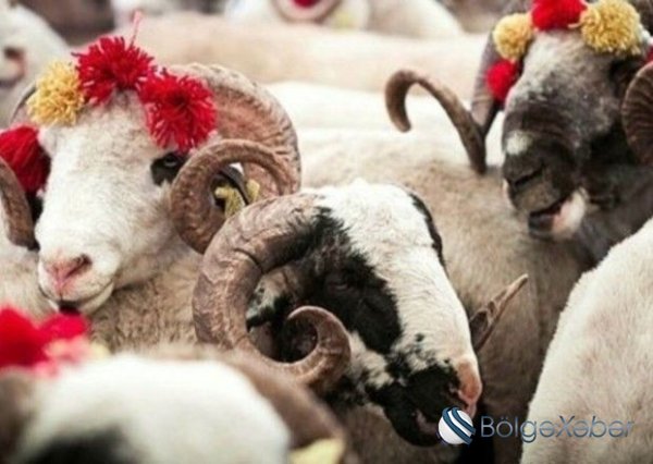 Bayram gəlir, qurbanlıq heyvanlar neçəyədir?