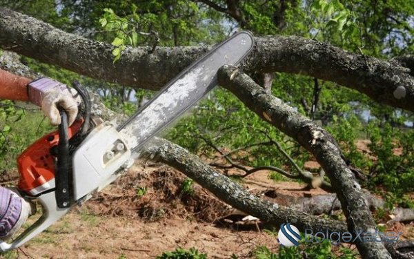 Ağacları qanunsuz kəsənlərlə bağlı sənədlər prokurorluğa göndərilib