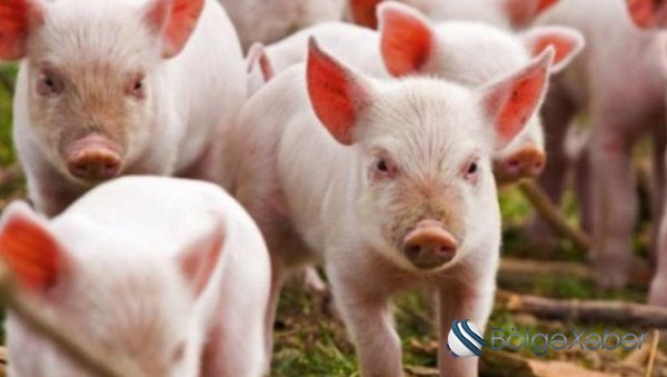 Yaponiyada son 31 ildə ilk dəfə donuz taunu aşkarlanıb