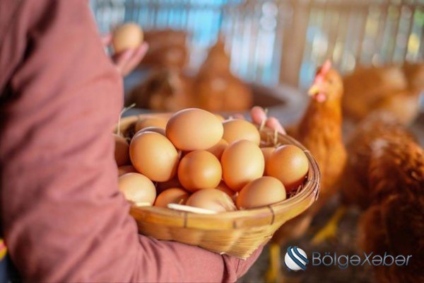 Yumurtanın qiyməti bahalaşacaq?
