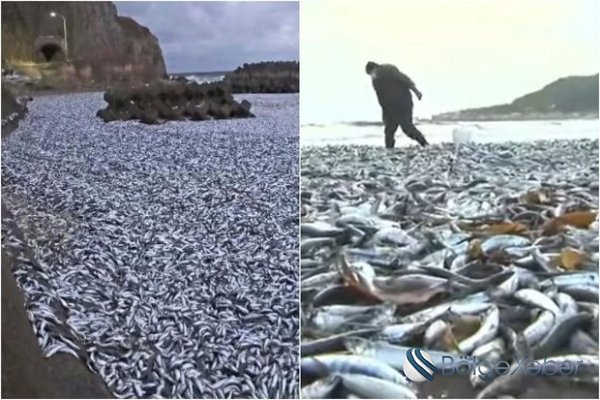 Minlərlə balığın ölüm səbəbi bəlli oldu