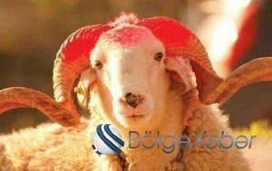 Qurban bayramı öncəsi salmonella bakteriyası XƏBƏRDARLIĞI