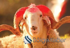 Qurban kəsənlər bunları bilməlidir