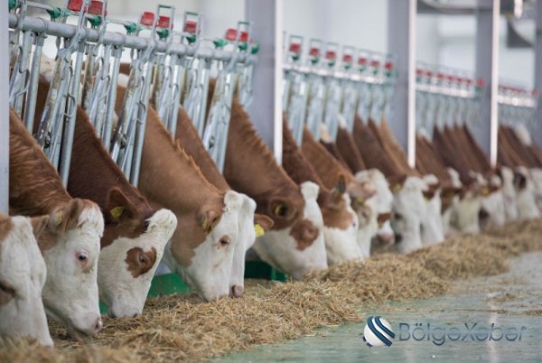 Azərbaycanda heyvanlar arasında xüsusi təhlükəli infeksion xəstəlik var? - RƏSMİ