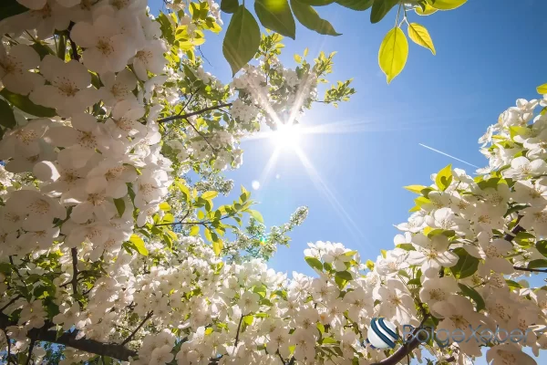 Sabah 26° isti olacaq - HAVA PROQNOZU