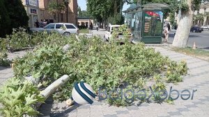 Mingəçevirdə güclü külək 15 ağacı kökündən qopardı