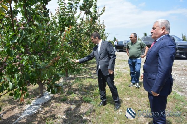 Tərtərdə “Frutti Aqro” MMC tərəfindən yeni salınmış intensiv meyvə bağına baxış keçirilib