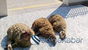 QMİ məlumat yaydı- Qurban kəsə bilməyənlər...